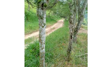 Finca Ganadera para la venta en la Vereda Monos en la Celia, Risaralda