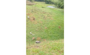Finca Ganadera para la venta en la Vereda Monos en la Celia, Risaralda