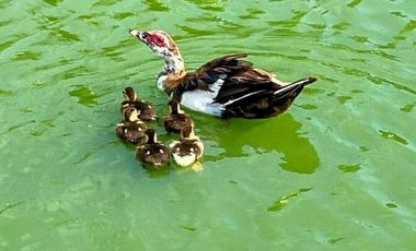 ACAPULCO PUENTE DEL MAR DEPARTAMENTO CON ROOF GARDEN EN VENTA