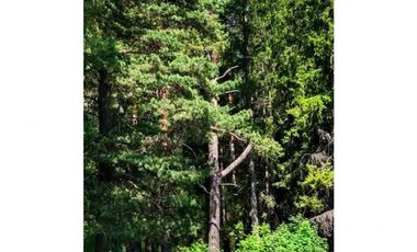 Reserva Ecológica en el Sur de Chile