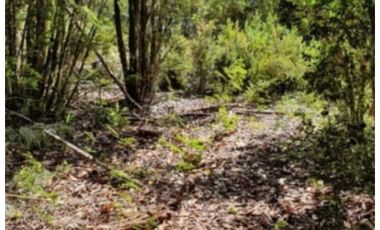 ¡A tan solo 40 km de Valdivia, descubre tu refugio natural!