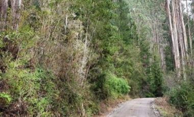 ¡A tan solo 40 km de Valdivia, descubre tu refugio natural!