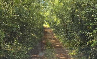 SE VENDE 60HA DE COLONIA ROCA  CON PINO
