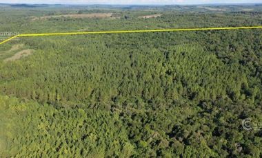 SE VENDE 60HA DE COLONIA ROCA  CON PINO