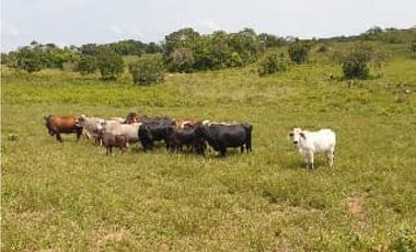FINCA DE 34.488 HECTAREAS EN VENTA, PUERTO GAITAN META