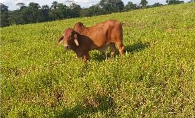 FINCA DE 34.488 HECTAREAS EN VENTA, PUERTO GAITAN META