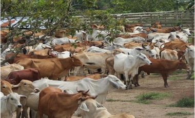 FINCA GANADERA DE 17.000 HECTAREAS EN VENTA, PUERTO GAITAN META
