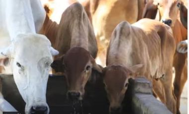 FINCA GANADERA DE 17.000 HECTAREAS EN VENTA, PUERTO GAITAN META