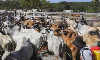 FINCA GANADERA DE 17.000 HECTAREAS EN VENTA, PUERTO GAITAN META