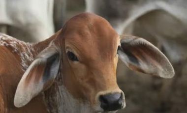 FINCA GANADERA DE 17.000 HECTAREAS EN VENTA, PUERTO GAITAN META