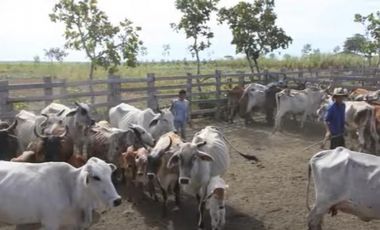 FINCA DE 80.000 HECTAREAS EN VENTA, PUERTO GAITAN META