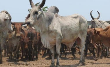 FINCA DE 80.000 HECTAREAS EN VENTA, PUERTO GAITAN META
