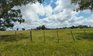 Alquiler de Campo de 11 hectáreas en El Casal