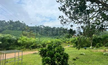 Se vende Finca en produccion de palmito Pedro Vicente Maldonado