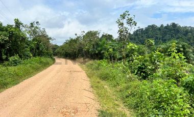Se vende Finca en produccion de palmito Pedro Vicente Maldonado