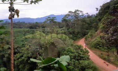 Se vende Finca en produccion de palmito Pedro Vicente Maldonado