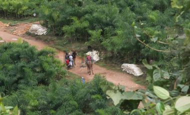 Se vende Finca en produccion de palmito Pedro Vicente Maldonado