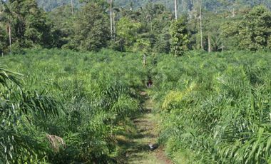 Se vende Finca en produccion de palmito Pedro Vicente Maldonado