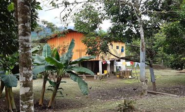 Se vende Finca en produccion de palmito Pedro Vicente Maldonado