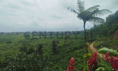 Se vende Finca en produccion de palmito Pedro Vicente Maldonado