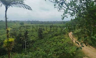 Se vende Finca en produccion de palmito Pedro Vicente Maldonado