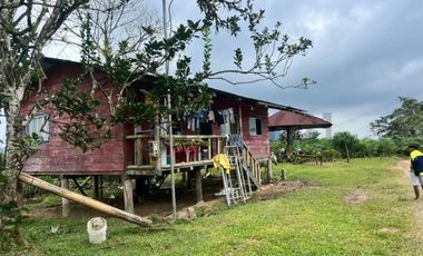 Se vende Finca en produccion de palmito Pedro Vicente Maldonado