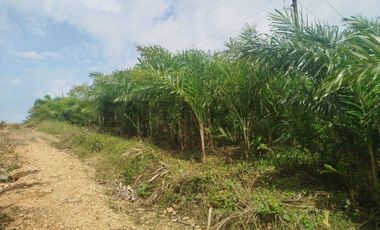 Se vende Finca en produccion de palmito Pedro Vicente Maldonado