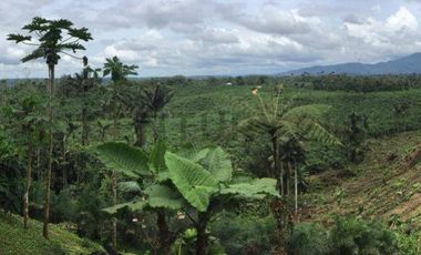 Se vende Finca en produccion de palmito Pedro Vicente Maldonado