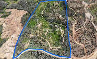 12 HEC DE TERRENO AGRICOLA CON PLANTACIÓN FORESTAL