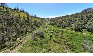 12 HEC DE TERRENO AGRICOLA CON PLANTACIÓN FORESTAL