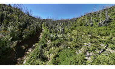 12 HEC DE TERRENO AGRICOLA CON PLANTACIÓN FORESTAL