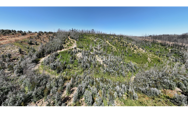 12 HEC DE TERRENO AGRICOLA CON PLANTACIÓN FORESTAL