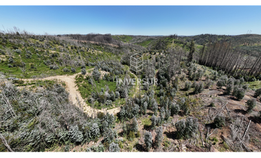 12 HEC DE TERRENO AGRICOLA CON PLANTACIÓN FORESTAL