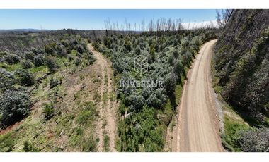 12 HEC DE TERRENO AGRICOLA CON PLANTACIÓN FORESTAL
