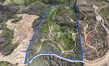 12 HEC DE TERRENO AGRICOLA CON PLANTACIÓN FORESTAL