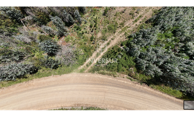 12 HEC DE TERRENO AGRICOLA CON PLANTACIÓN FORESTAL