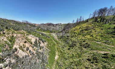12 HEC DE TERRENO AGRICOLA CON PLANTACIÓN FORESTAL