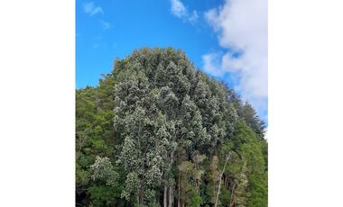 Oportunidad única en Puqueldón, Chiloé! Terreno con Vista al Mar