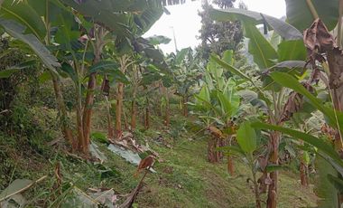 Lote en Ebejico Antioquia - vereda la clara