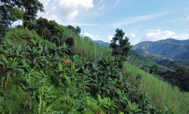 Lote en Ebejico Antioquia - vereda la clara