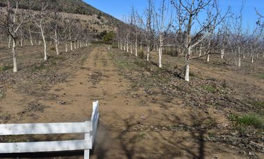 Parcela con nogales en producccion