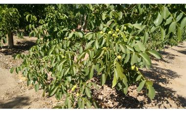 Parcela con nogales en producccion