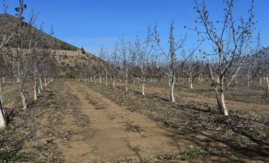 Parcela con nogales en producccion