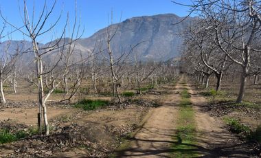Parcela con nogales en producccion