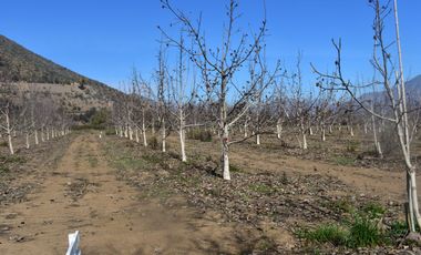 Parcela con nogales en producccion