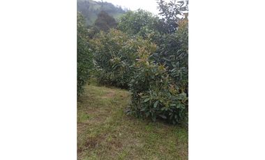 Finca en Venta en el municipio de Choachí Cundinamarca