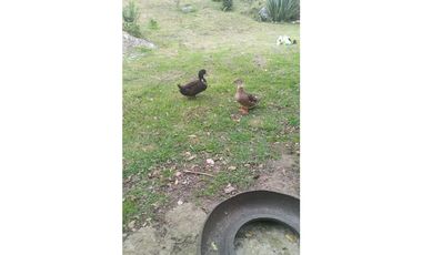Finca en Venta en el municipio de Choachí Cundinamarca