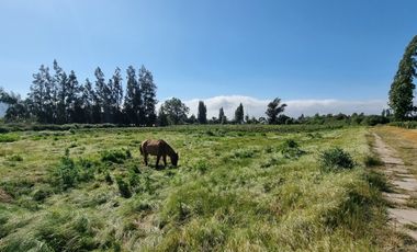 ISLA DE MAIPO/ZUÑIGA
