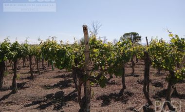 Finca en  Media Agua