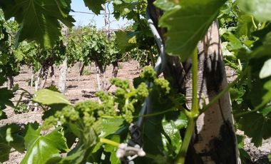 Finca en  Media Agua